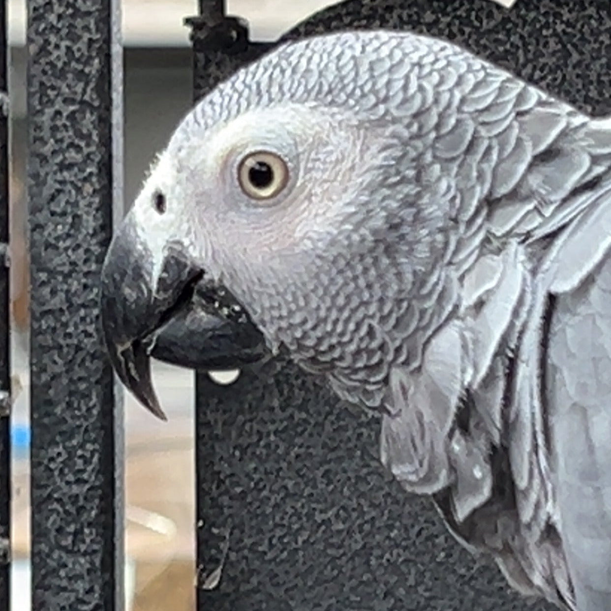 African Grey Parrot - Aviary Reared
