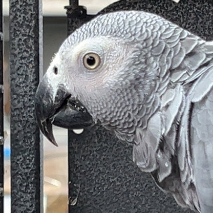 African Grey Parrot - Aviary Reared