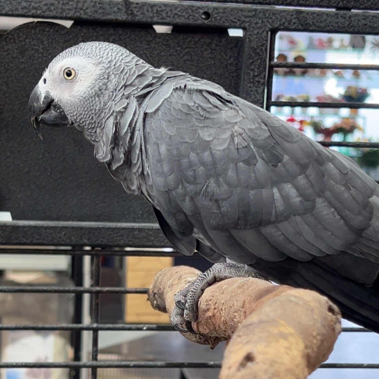 African Grey Parrot - Aviary Reared