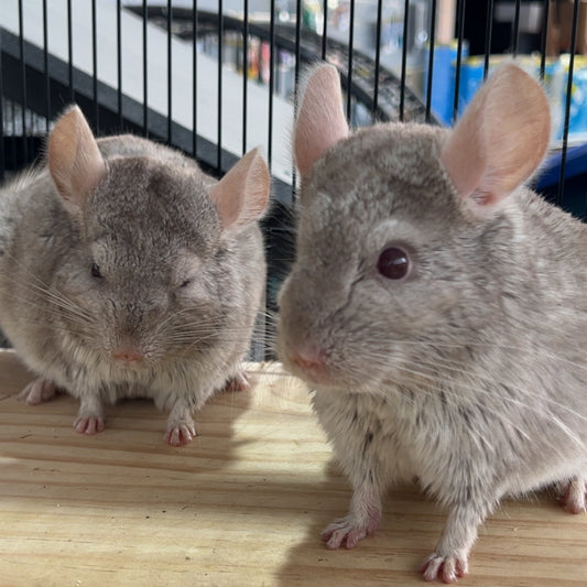 Grey Chinchilla