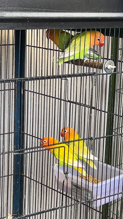 Love BIrds