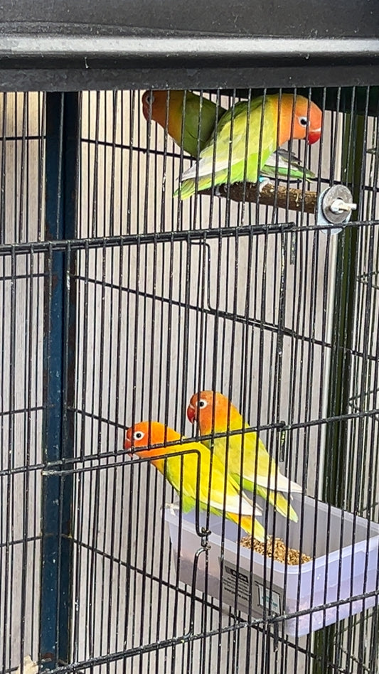 Love BIrds