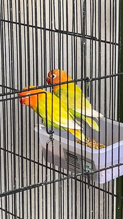 Love BIrds