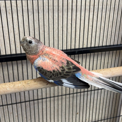 Bourke's parrot