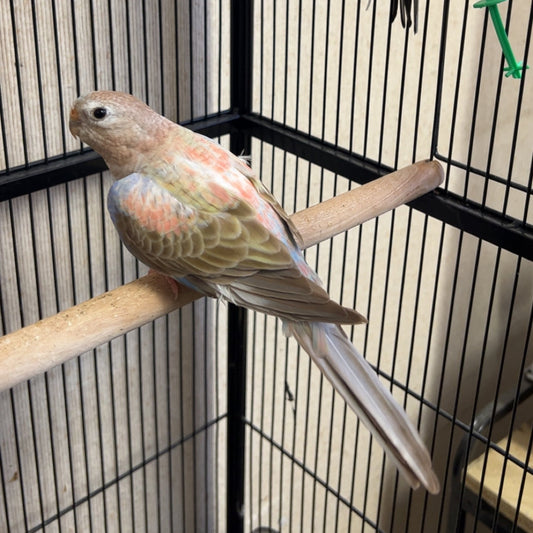Bourke's parrot