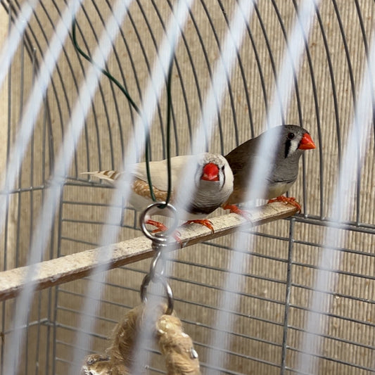 Zebra Finches (females)