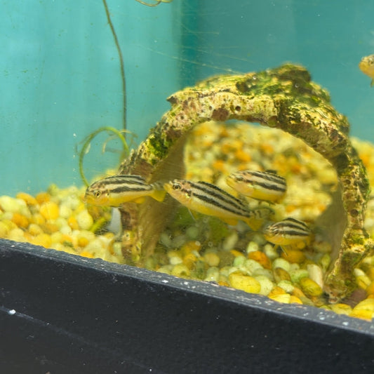 Golden Mbuna Fry