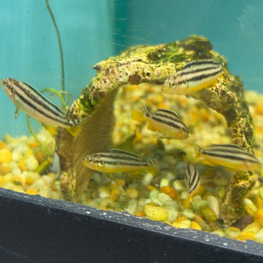 Golden Mbuna Fry