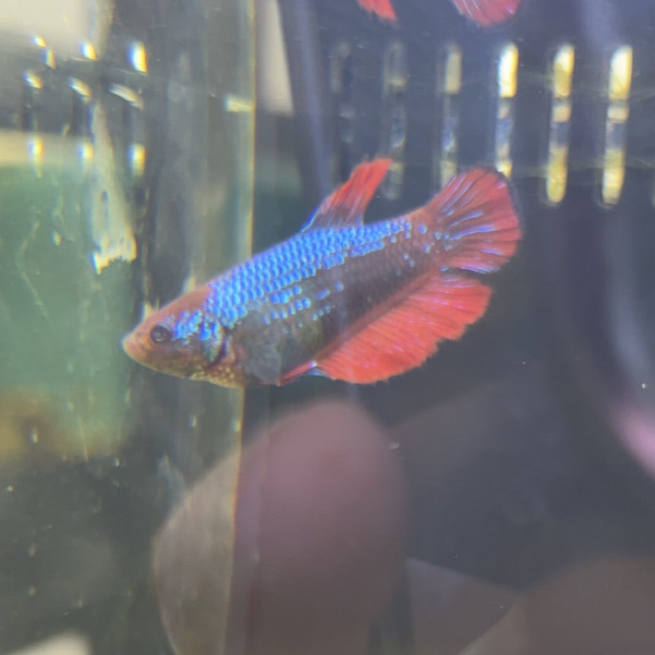 Betta fish Female