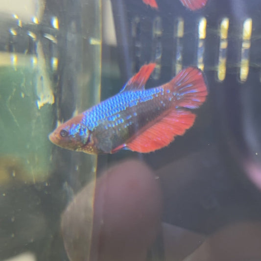 Betta fish Female