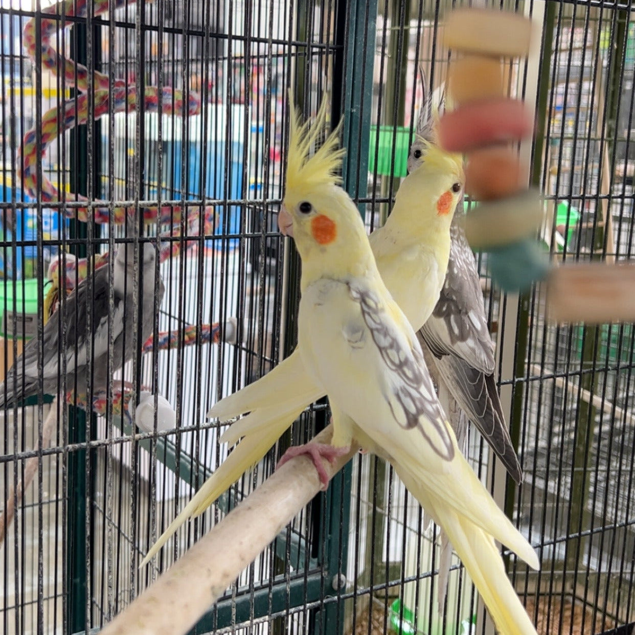 Lutino Cockatiel