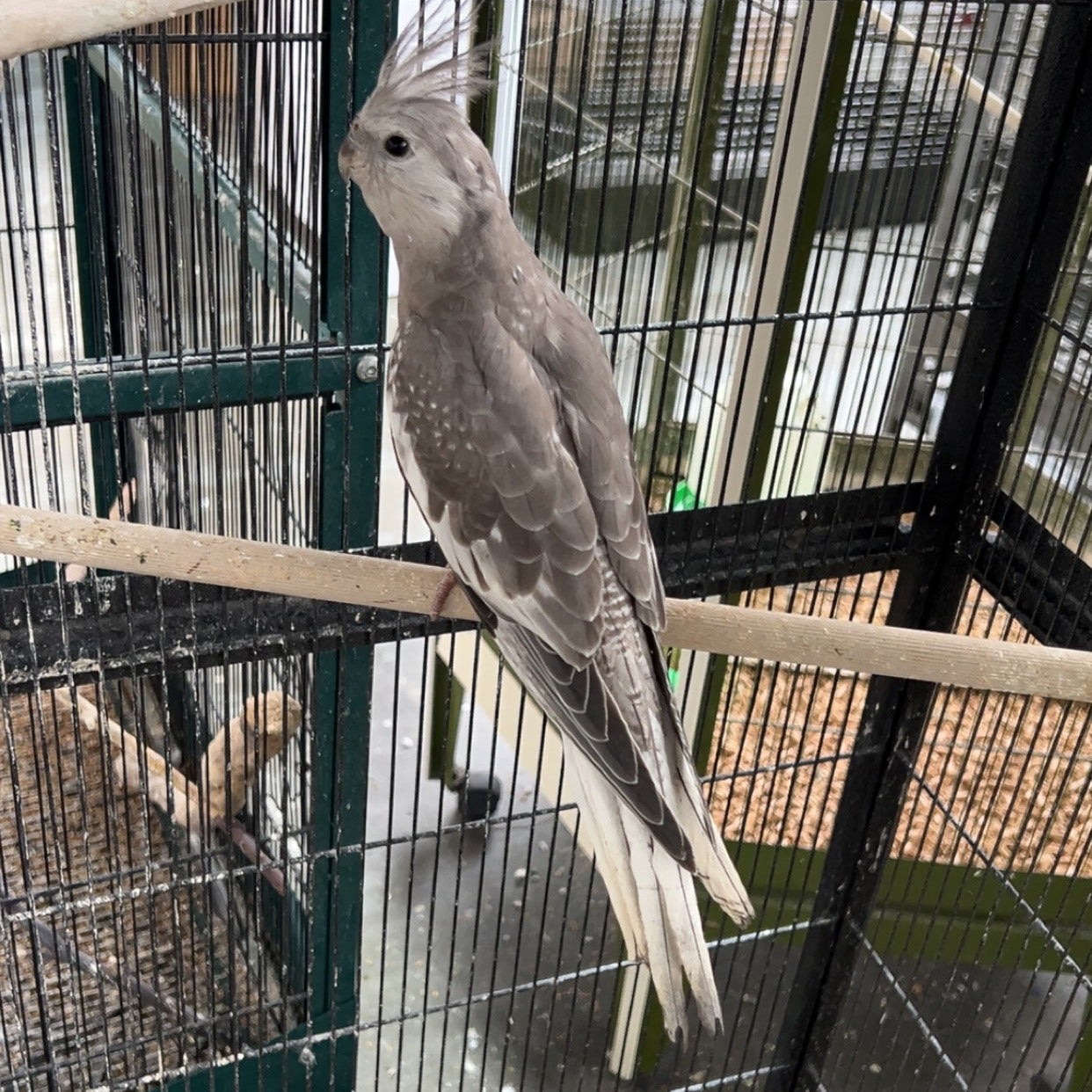 White Faced Cockatiel