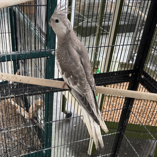 White Faced Cockatiel