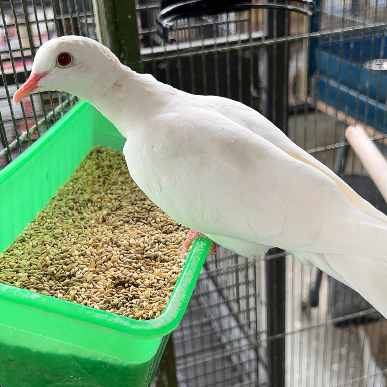 Doves