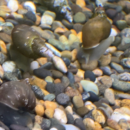 Pond Snails - coldwater