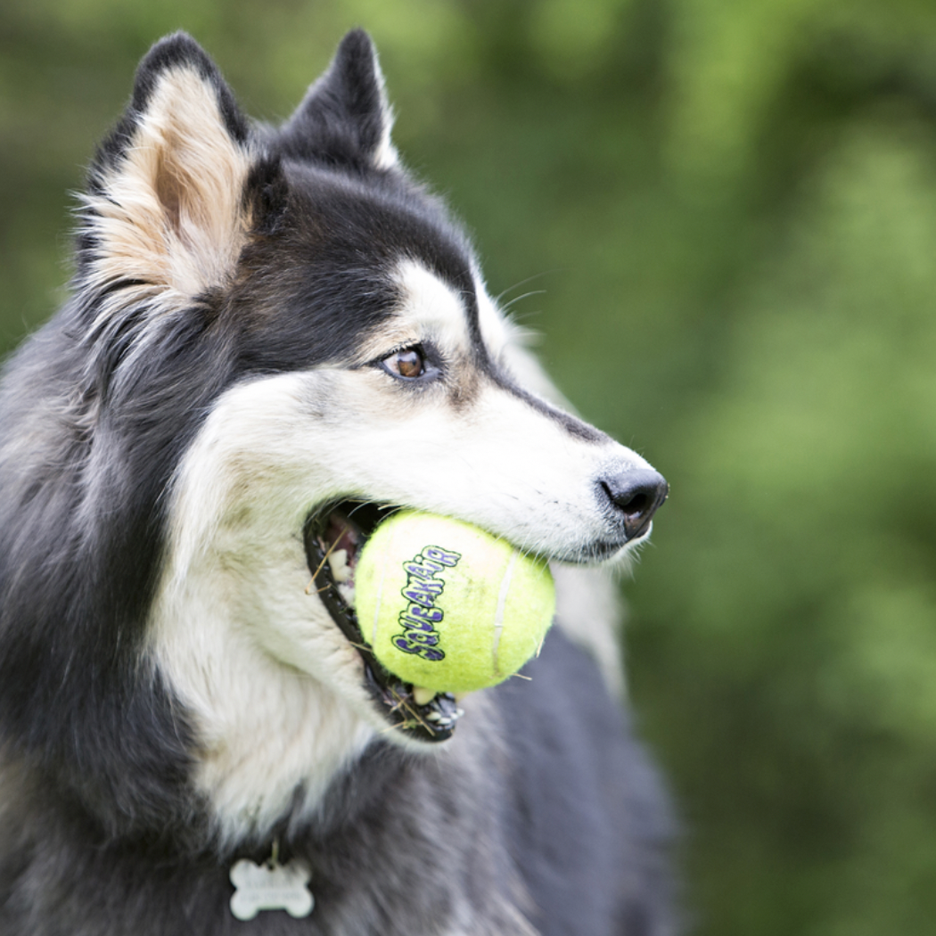 KONG AirDog Squeaker Balls