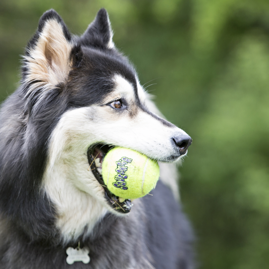 KONG AirDog Squeaker Balls