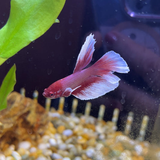 Tropical Fish | Little Beasts Pet Shop