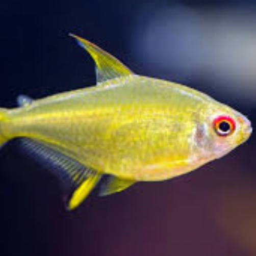 Lemon Tetra
