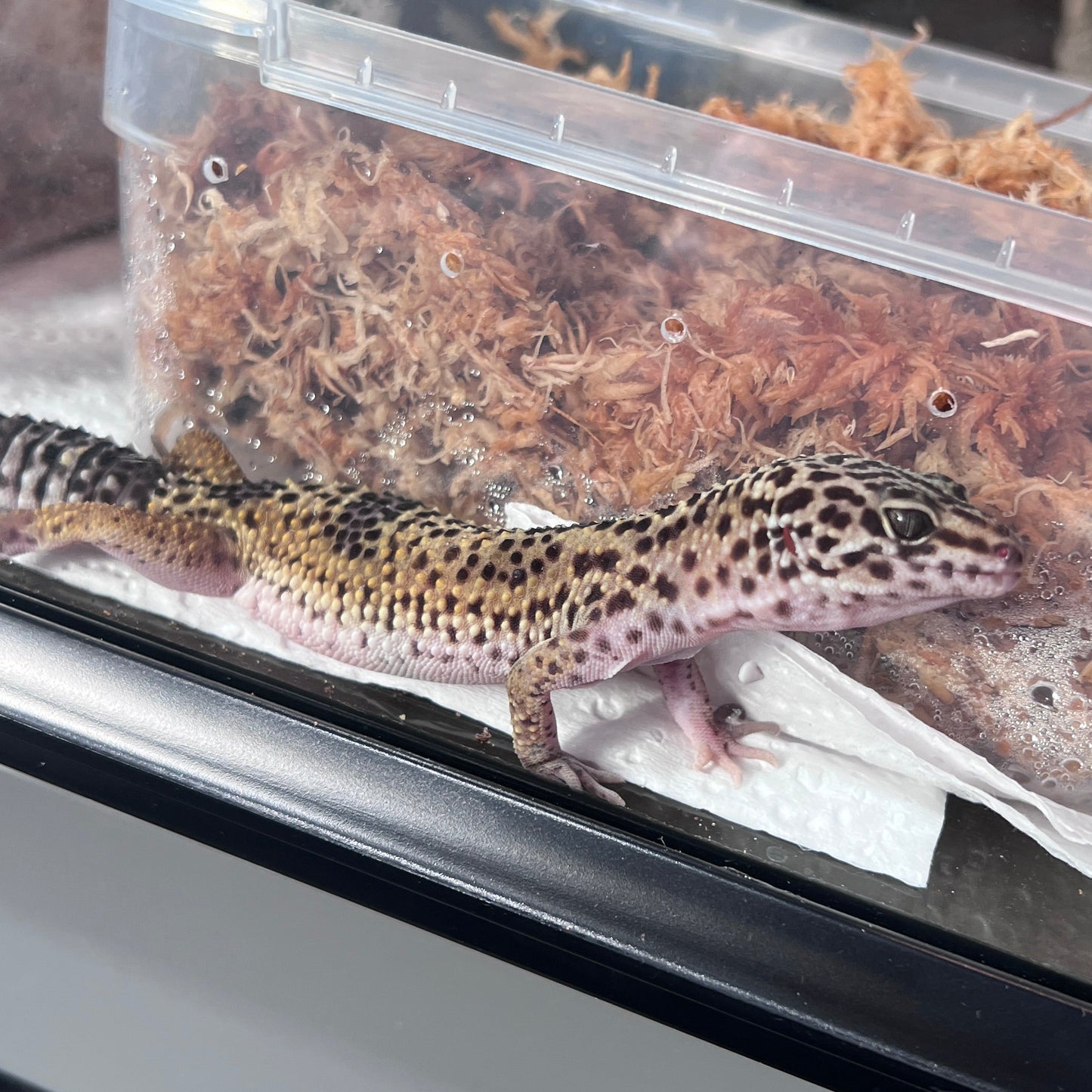 Leopard Gecko