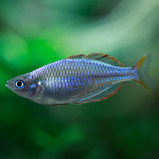 Tropical Fish | Little Beasts Pet Shop