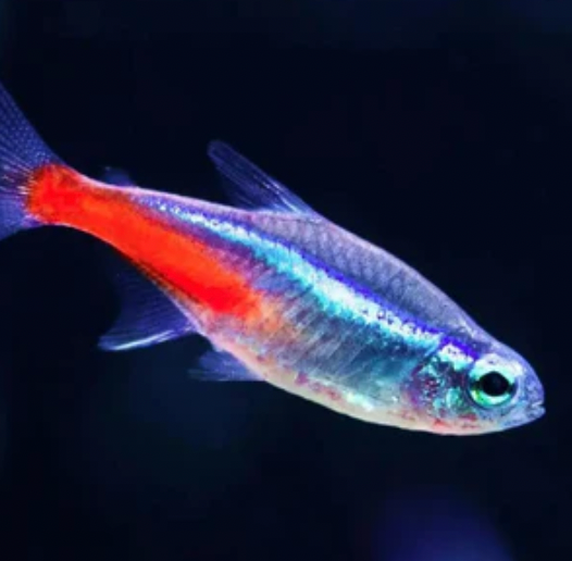 Neon Tetra