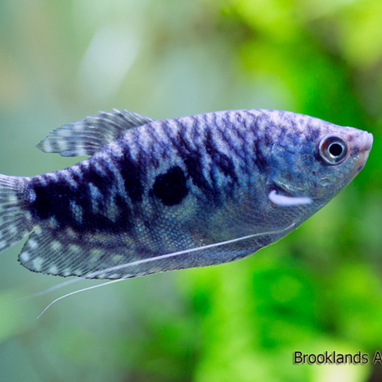 Opaline Gourami