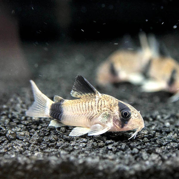 Panda Corydoras | Little Beasts Pet Shop