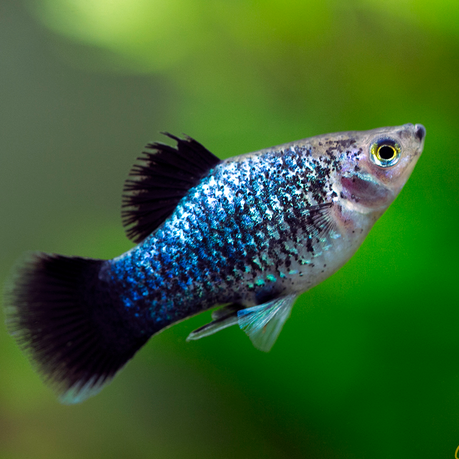 Tropical Fish | Little Beasts Pet Shop