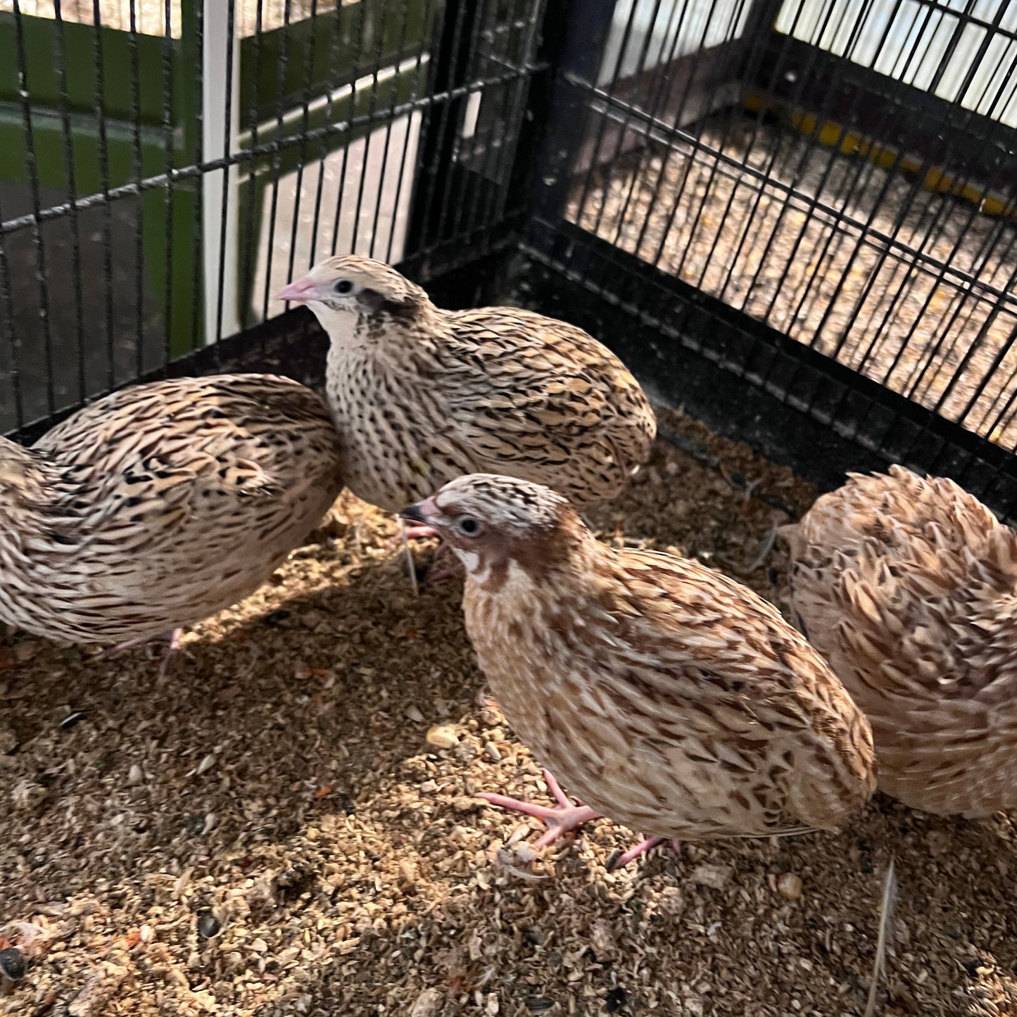 Japanese Quails - Pair