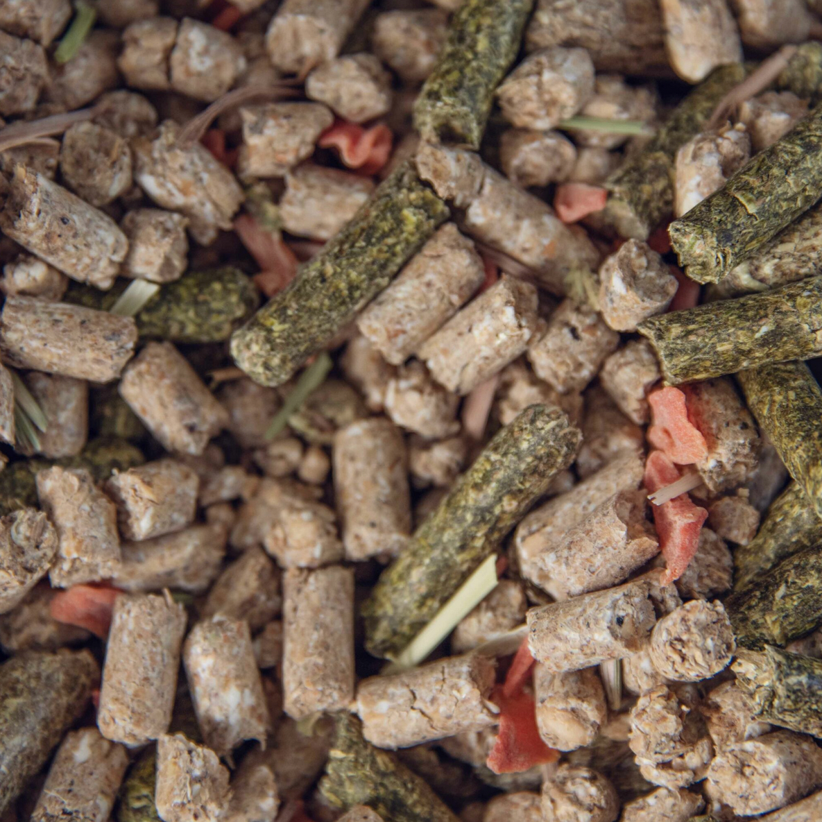 Rabbit and Guinea Pig Mix