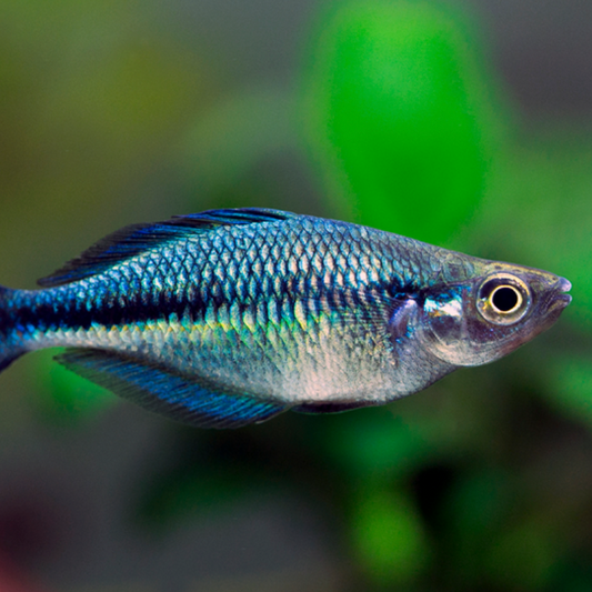 Tropical Fish | Little Beasts Pet Shop