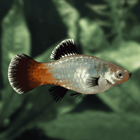 Rainbow Wagtail Platy