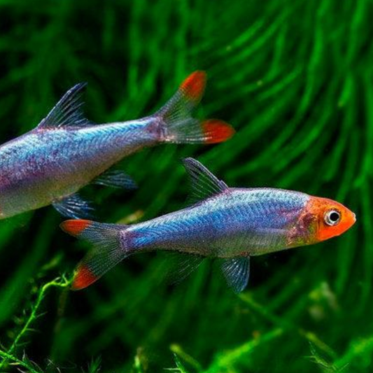 Tropical Fish Rasbora | Little Beasts Pet Shop