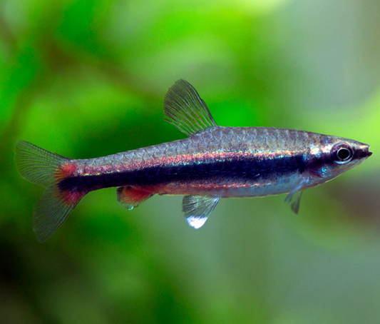 Tropical Fish Tetra | Little Beasts Pet Shop