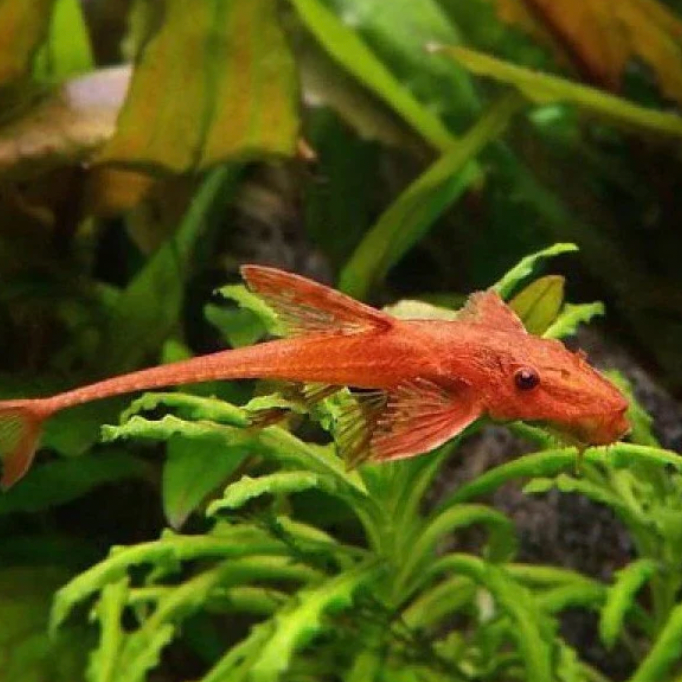 Catfish | Little Beasts Pet Shop