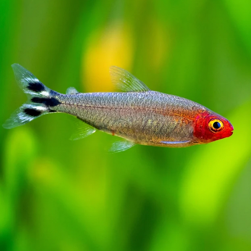 Rummynose Tetra