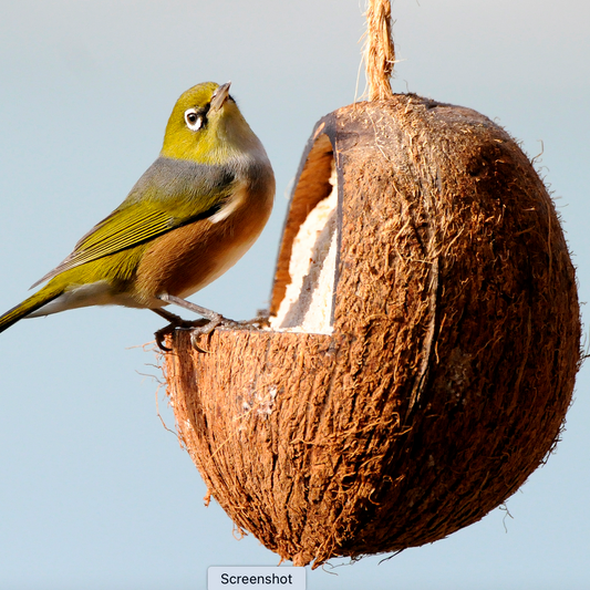 Coconut Feeder