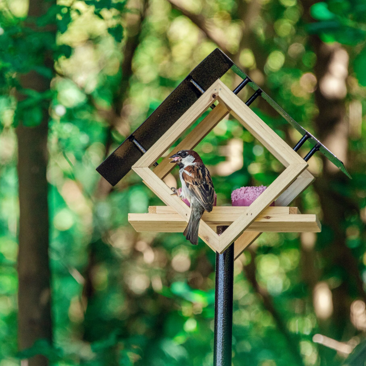 The Penthouse Feeder