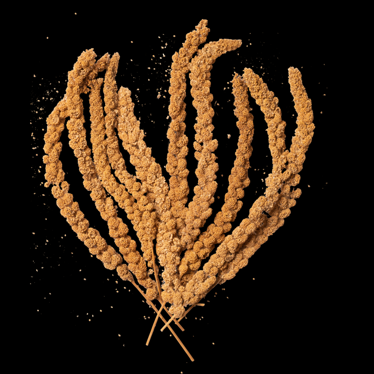 Millet Spray