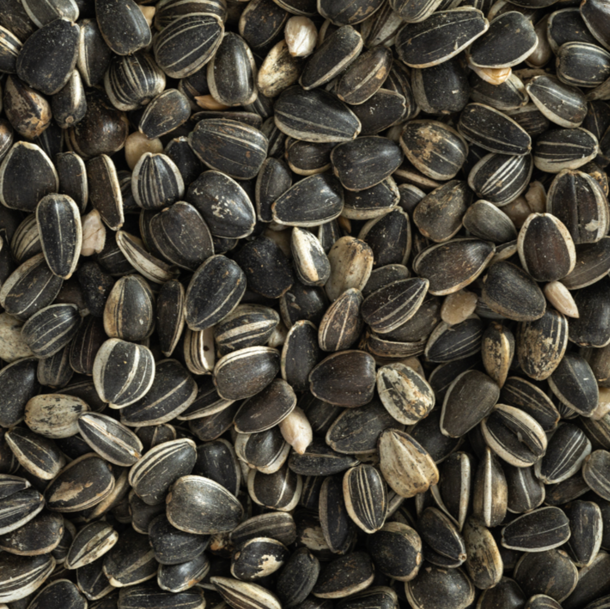 NZ Sunflower Seeds
