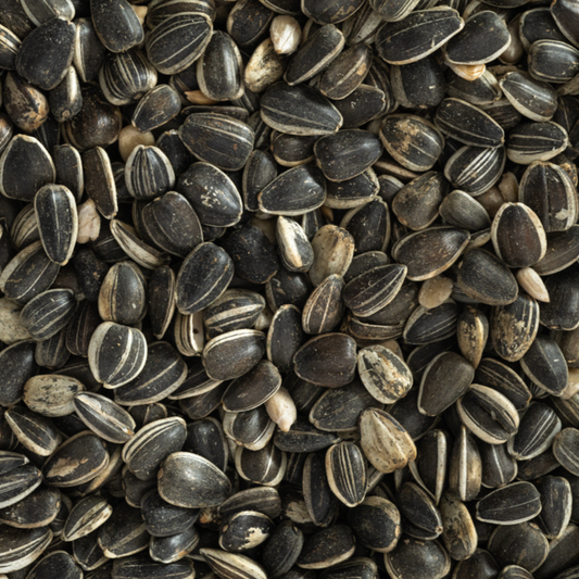 NZ Sunflower Seeds