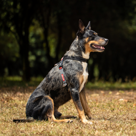 EZYDog Cross Check Training Harness