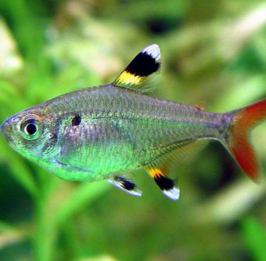Pristella Tetra