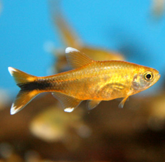 Silvertip Tetra