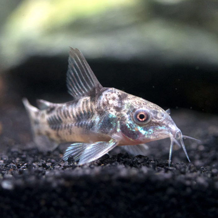Peppered Corydoras