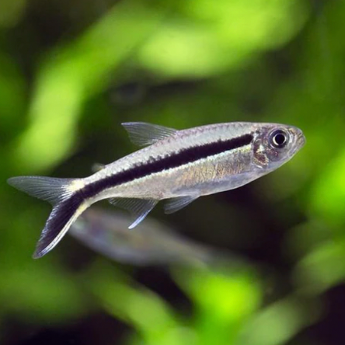 Penguin Tetra