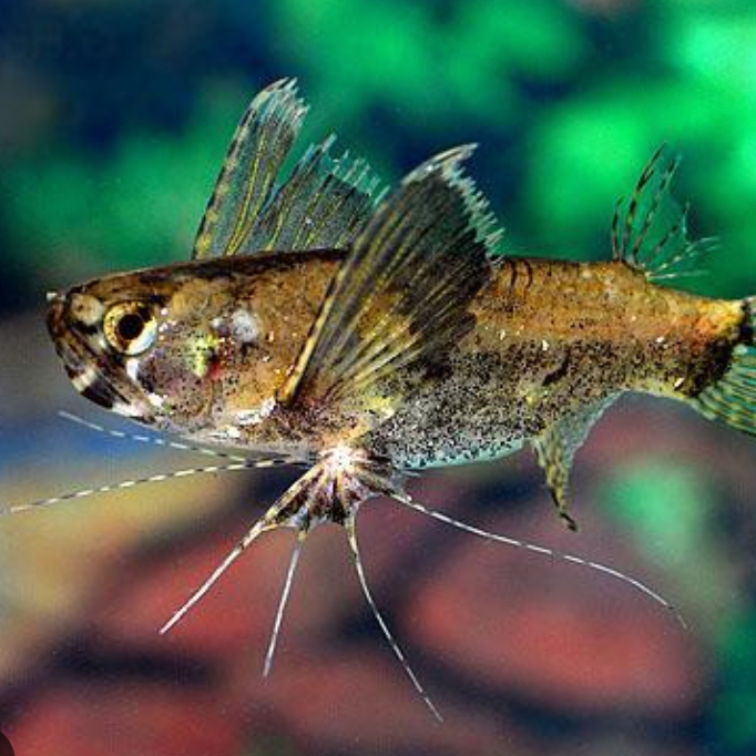 Pantodon Butterfly Fish