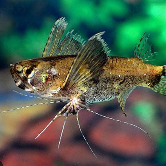 Pantodon Butterfly Fish