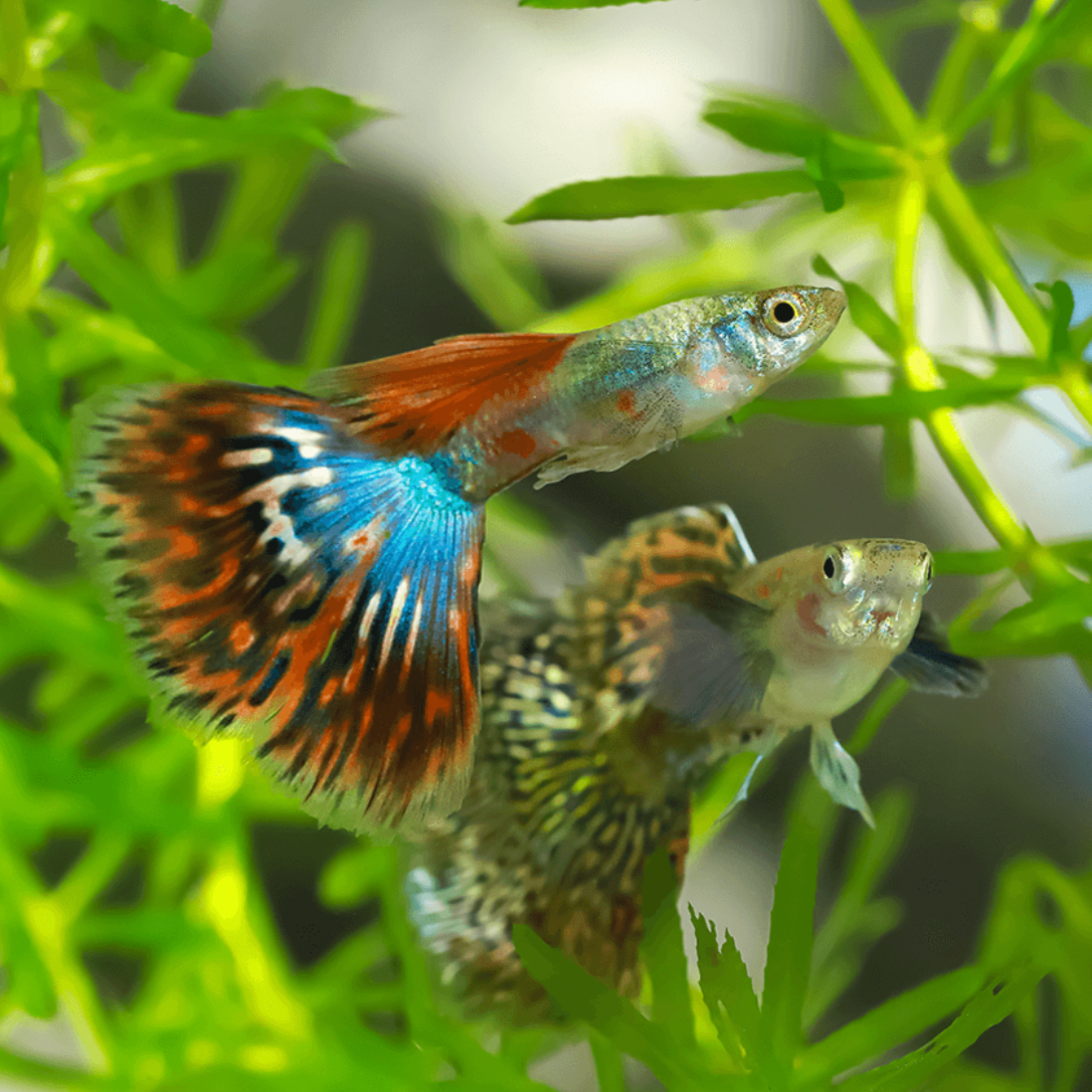 Male Guppy